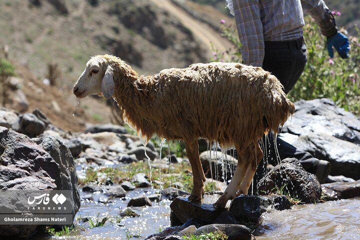 تصاویر جالب از حمام کردن گوسفندان در چالوس به شیوه سنتی