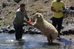 تصاویر جالب از حمام کردن گوسفندان در چالوس به شیوه سنتی.