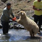 تصاویر جالب از حمام کردن گوسفندان در چالوس به شیوه سنتی.