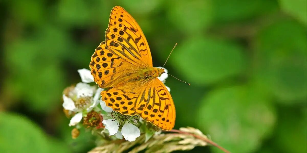 این پروانه‌ دوباره بعد از ۲۰۰ سال دیده شد!