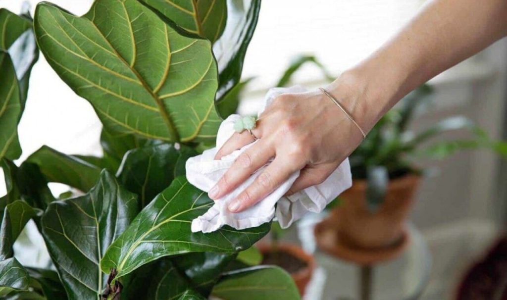 روش‌های تمیز کردن برگ گیاهان خانگی