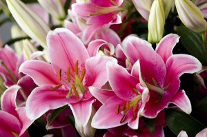 نحوه نگهداری و پرورش گل سوسن