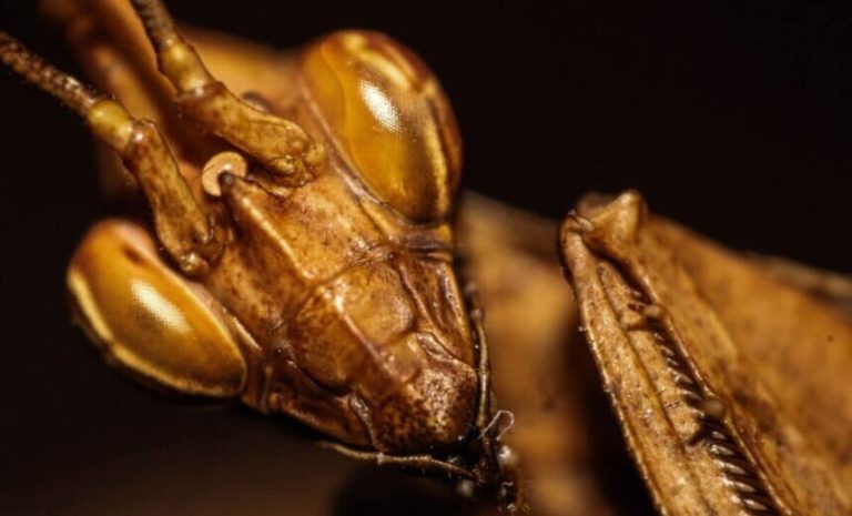 نگاره‌ای عجیب در ایران؛ موجودی نه کاملاً حشره، نه کاملاً انسان!