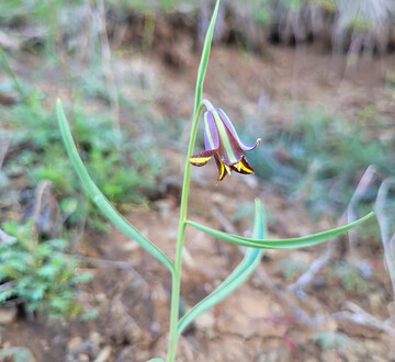 لاله واژگون سنندجی