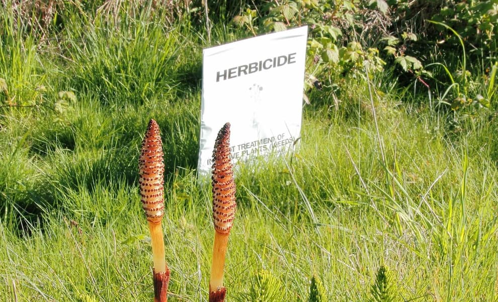 Scientists discover a plant