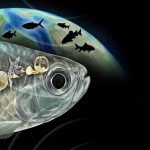 دانشمندان شگفت‌زده شدند ماهی باستانی با شنوایی شبیه انسان