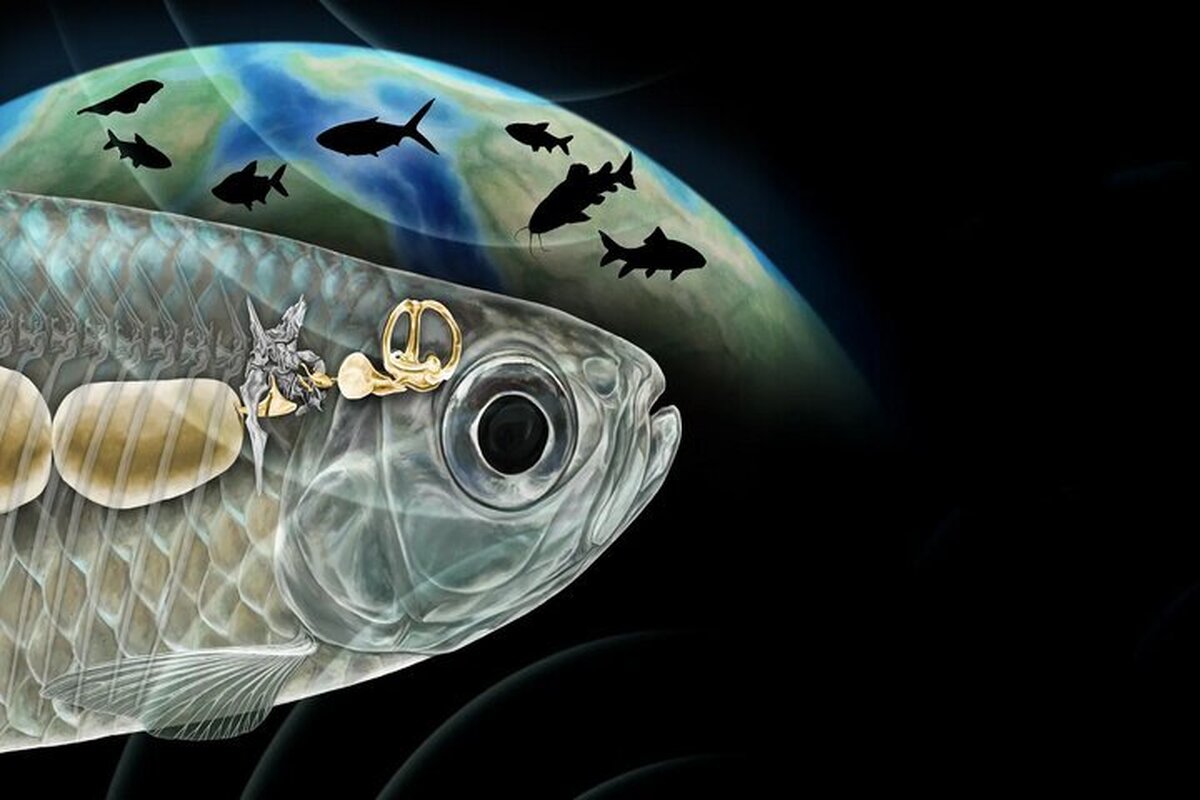 دانشمندان شگفت‌زده شدند ماهی باستانی با شنوایی شبیه انسان