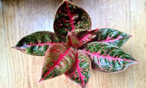 راز رشد پاجوش در آگلونما؛ فوت‌و‌فن مراقبت از پاجوش‌های تازه