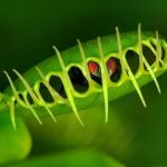 گیاهان شگفت‌انگیزی که حشره می‌خورند