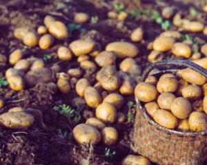 افسانه‌های غلط درباره سیب زمینی