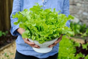 چگونه در گلدان خانه کاهو بکاریم و برداشت کنیم؟